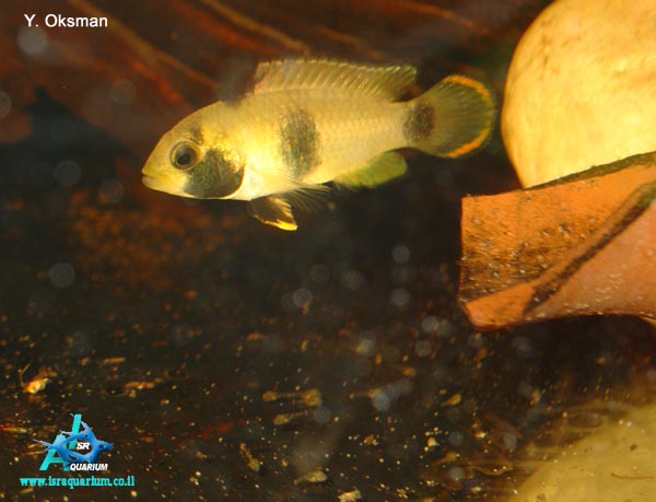 www.israquarium.co.il
